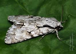 Attēlu rezultāti vaicājumam “Acronicta cuspis”