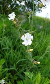 Attēlu rezultāti vaicājumam “Silene latifolia subsp. alba”