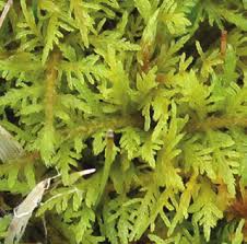 Attēlu rezultāti vaicājumam “Thuidium assimile”