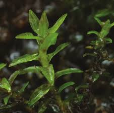 Attēlu rezultāti vaicājumam “Dichodontium pellucidum”