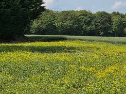 Image result for Cambridge Rambling Club