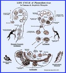 Attēlu rezultāti vaicājumam “Diachea muscorum plasmodium”