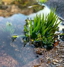 Attēlu rezultāti vaicājumam “Isoetaceae”