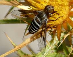 Attēlu rezultāti vaicājumam “Exoprosopa capucina”