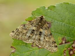 Attēlu rezultāti vaicājumam “Phigalia pilosaria”