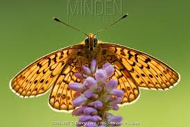 Attēlu rezultāti vaicājumam “Boloria eunomia underside”