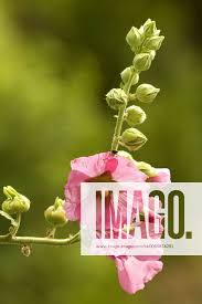 Image result for Stockrose