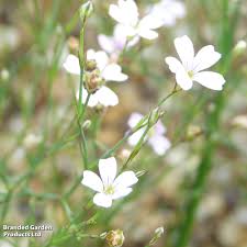 Attēlu rezultāti vaicājumam “Saxifraga cymbalaria flower”