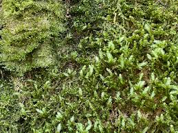 Attēlu rezultāti vaicājumam “Neckera complanata”