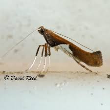 Attēlu rezultāti vaicājumam “Caloptilia stigmatella”