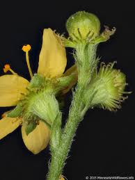 Attēlu rezultāti vaicājumam “Agrimonia pilosa bud”