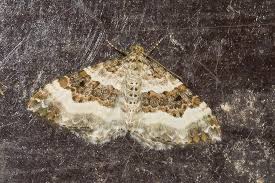 Attēlu rezultāti vaicājumam “Epirrhoe tristata imago”