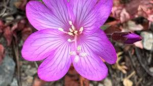 Attēlu rezultāti vaicājumam “Carex globularis flower”