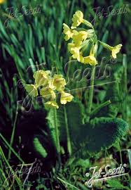 Image result for Primula elatior