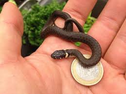 Image result for Ringelnatter