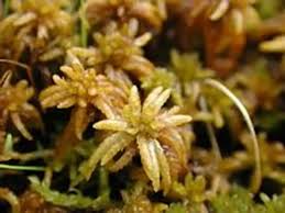 Attēlu rezultāti vaicājumam “Sphagnum contortum”