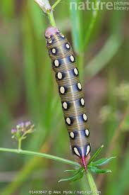 Attēlu rezultāti vaicājumam “Hyles gallii larva”