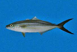 Image result for Elagatis bipinnulata