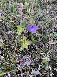 Attēlu rezultāti vaicājumam “Pinguicula vulgaris fruit”