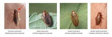 Attēlu rezultāti vaicājumam “Ectobius sylvestris female”