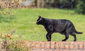 Image result for Black Cat Sac