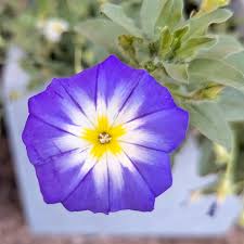 Image result for Convolvulus tricolor
