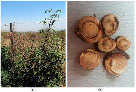 Attēlu rezultāti vaicājumam “Enteridium variabile macro”