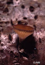 Attēlu rezultāti vaicājumam “Rutstroemia firma”