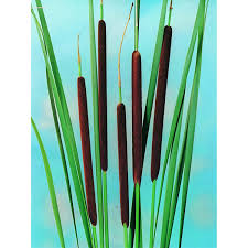 Image result for Rohrkolben