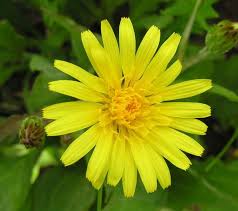 Attēlu rezultāti vaicājumam “Scorzonera humilis bud”