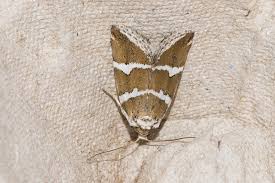 Attēlu rezultāti vaicājumam “Deltote bankiana”