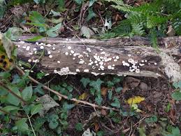 Attēlu rezultāti vaicājumam “Biscogniauxia granmoi”