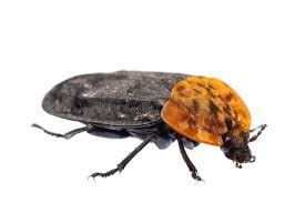 Attēlu rezultāti vaicājumam “Oiceoptoma thoracicum”