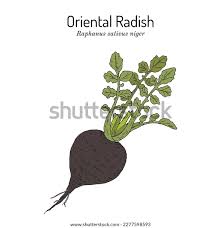 Attēlu rezultāti vaicājumam “Raphanus sativus”