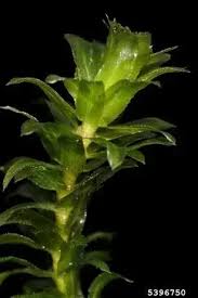 Attēlu rezultāti vaicājumam “Hydrilla verticillata leaf”