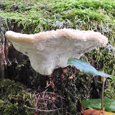 Attēlu rezultāti vaicājumam “Postia guttulata”