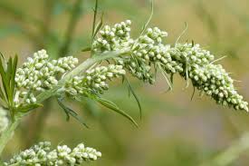 Attēlu rezultāti vaicājumam “Artemisia vulgaris bud”
