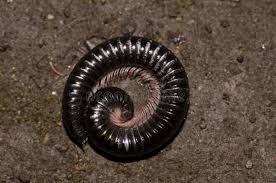 Attēlu rezultāti vaicājumam “Ommatoiulus vilnensis”