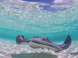 Image result for Hypanus americanus