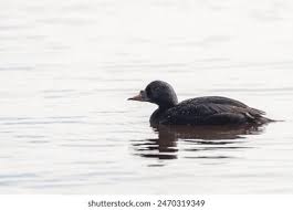 Attēlu rezultāti vaicājumam “Melanitta nigra male”