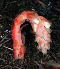 Attēlu rezultāti vaicājumam “Monotropa hypopitys”