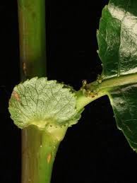 Attēlu rezultāti vaicājumam “Salix pentandra flower”