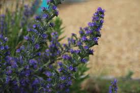 Attēlu rezultāti vaicājumam “Echium vulgare”