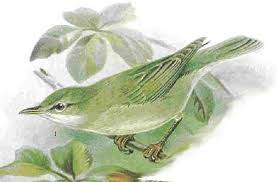 Image result for Hippolais pallida