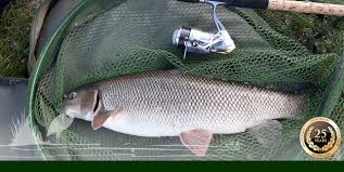 Image result for Thames Valley Angling