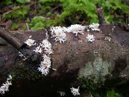 Attēlu rezultāti vaicājumam “Lentaria”