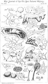 Attēlu rezultāti vaicājumam “Physarum luteolum sessile”