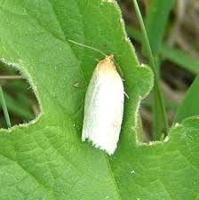 Attēlu rezultāti vaicājumam “Aphelia paleana”