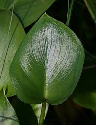 Attēlu rezultāti vaicājumam “Calla palustris leaf”