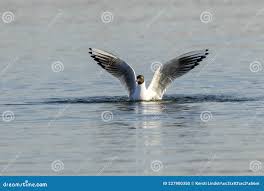 Attēlu rezultāti vaicājumam “Larus ridibundus adult”